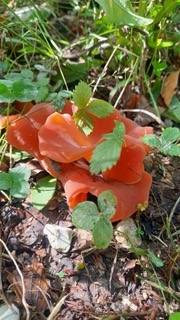 foto di Funghi